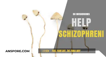 Mushrooms: A Schizophrenia Treatment?
