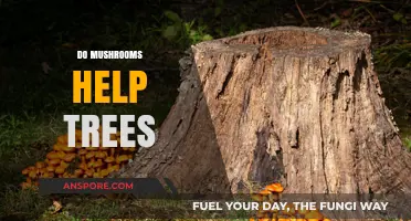 Mushrooms: Superheroes for Trees?