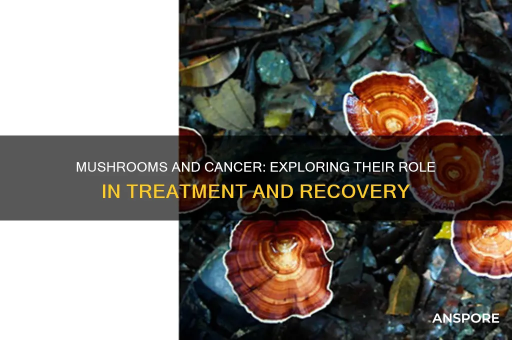 do mushrooms help with cancer treatment