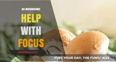 Mushrooms: Superfood for Focus and Concentration?