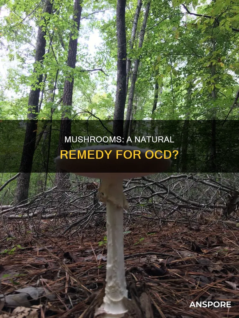 do mushrooms help with ocd