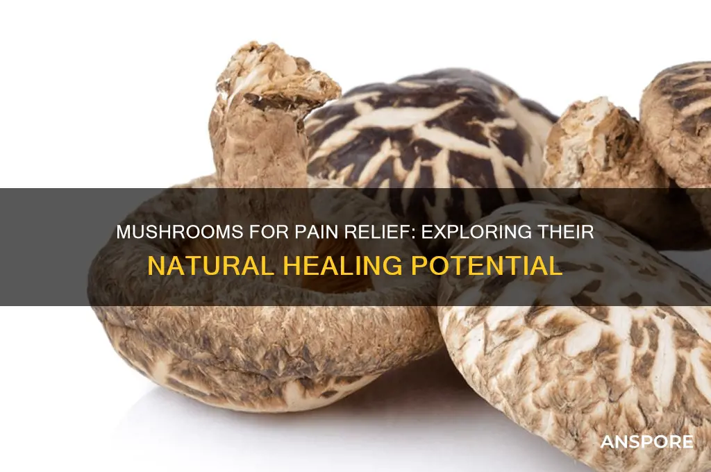 do mushrooms help with pain relief