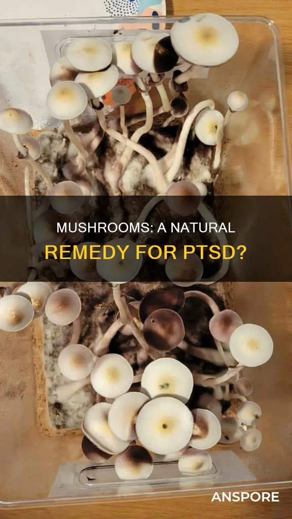 do mushrooms help with ptsd