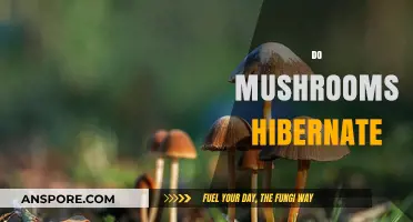 Mushroom Hibernation: Do Fungi Take a Winter Break?