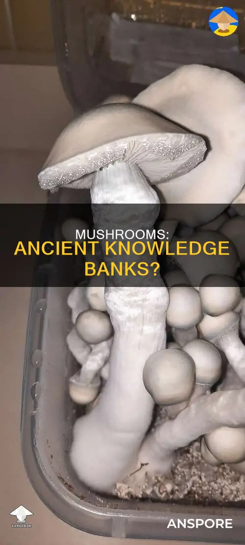 do mushrooms hold information
