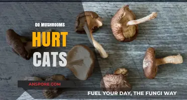 Mushrooms and Cats: A Toxic Mix