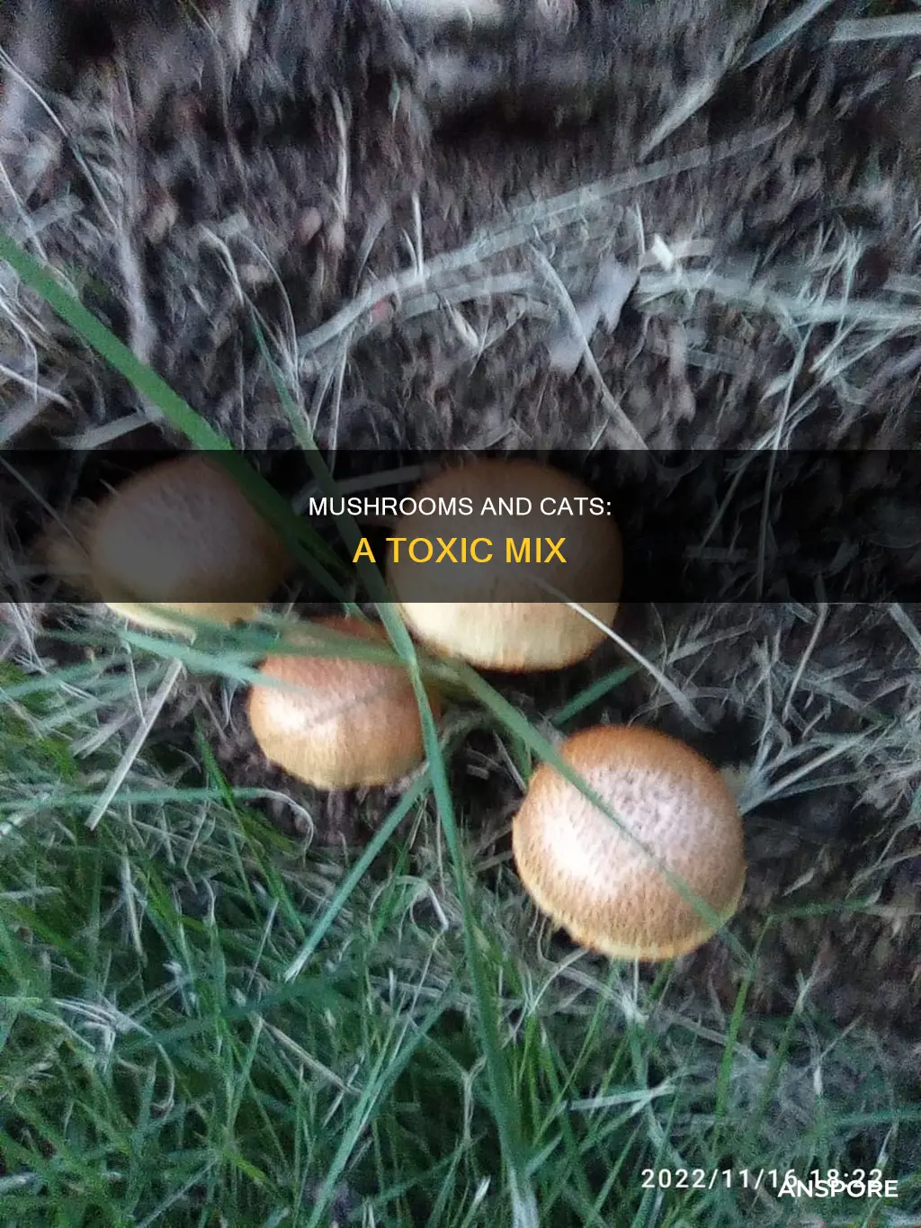 do mushrooms hurt cats