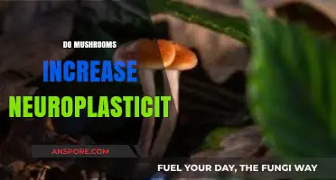 Mushrooms: Boosting Brain Plasticity and Cognitive Function