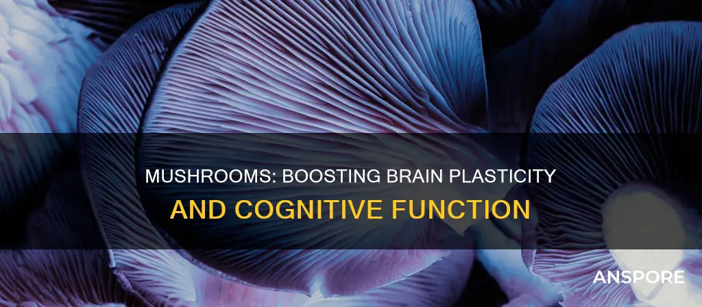 do mushrooms increase neuroplasticity
