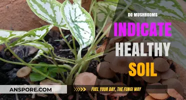 Mushrooms: A Sign of Healthy Soil