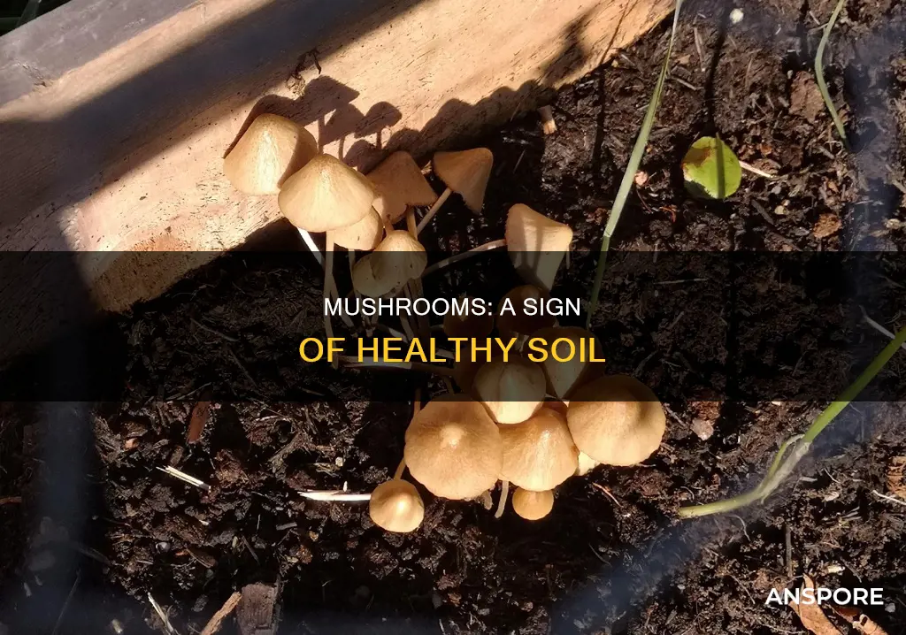 do mushrooms indicate healthy soil