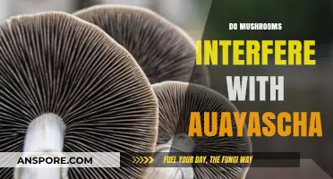 Psychedelics Mix: Mushrooms and Ayahuasca – Safe or Not?