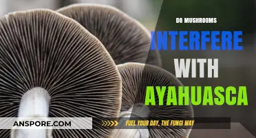 Mushrooms and Ayahuasca: A Risky Mix?