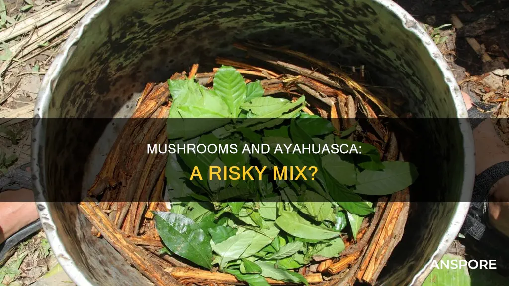 do mushrooms interfere with ayahuasca