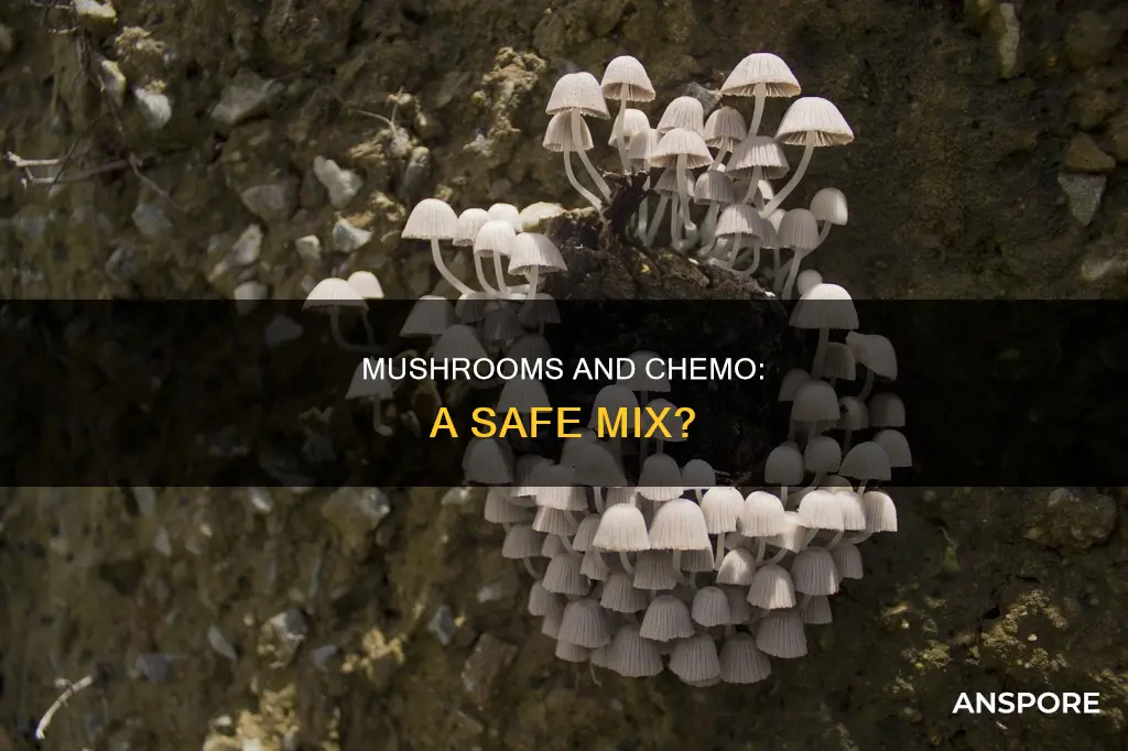 do mushrooms interfere with chemotherapy