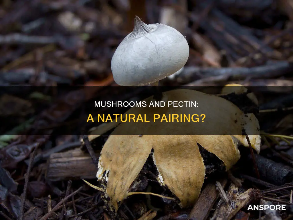 do mushrooms jabe pectin