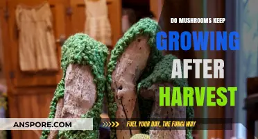 Do Mushrooms Continue Growing Post-Harvest? Unveiling the Truth