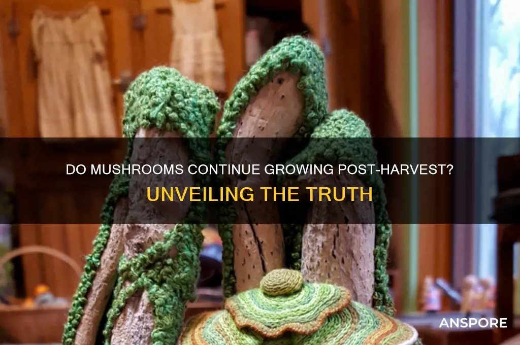 do mushrooms keep growing after harvest