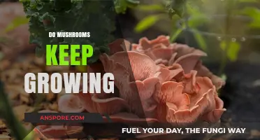 Do Mushrooms Keep Growing? Unveiling the Secrets of Fungal Growth