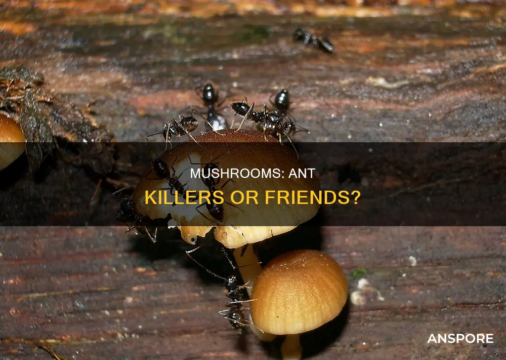 do mushrooms kill ants