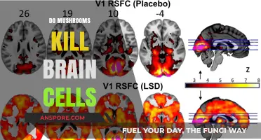 Mushrooms: Brain Cell Killers or Not?