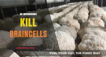 Mushrooms: Brain Cell Killers or Not?