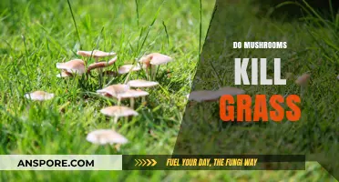 Mushroom Menace: Killing Grass and Taking Over Lawns