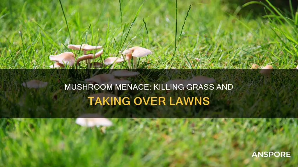 do mushrooms kill grass