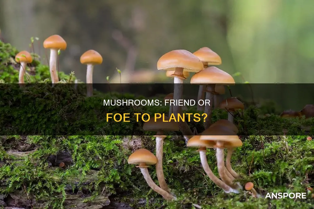 do mushrooms kill plants