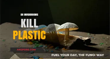 Mushroom Power: Killing Plastic with Fungi