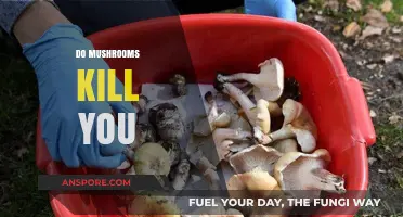 Can Mushrooms Kill?