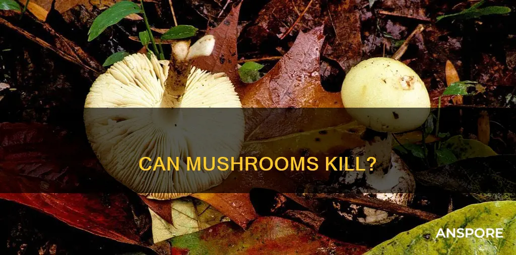 do mushrooms kill you