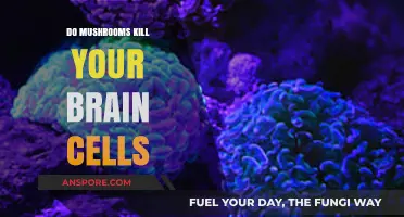 Do Mushrooms Kill Brain Cells? Separating Fact from Fiction