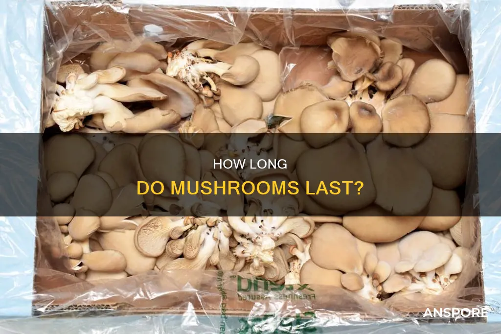 do mushrooms last