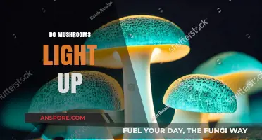 Mushrooms: Glowing in the Dark