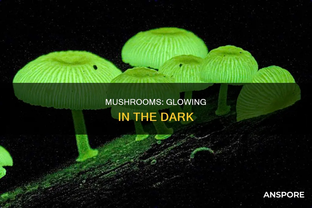 do mushrooms light up