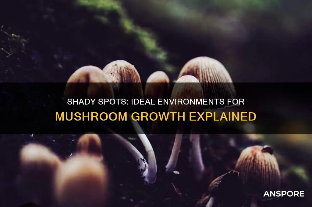 do mushrooms like growing in shady areas
