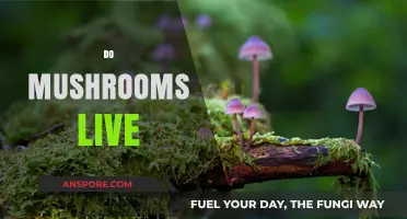 How Do Mushrooms Live?