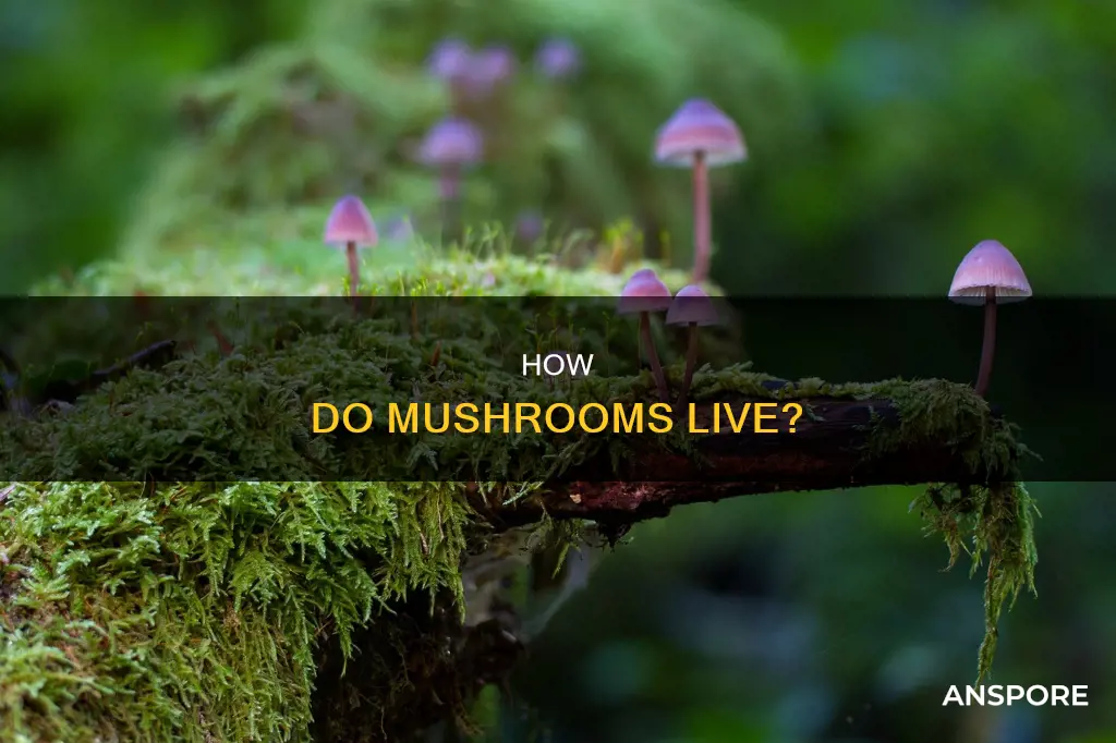 do mushrooms live