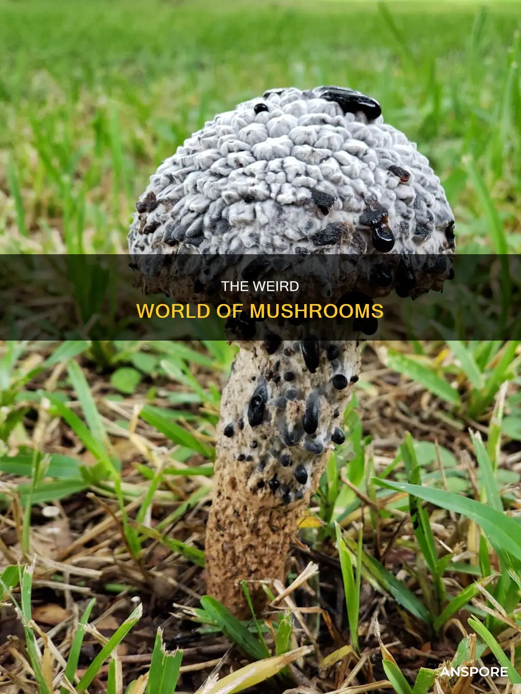 do mushrooms look weird