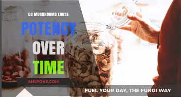 Do Mushrooms Lose Potency Over Time? Shelf Life Explained