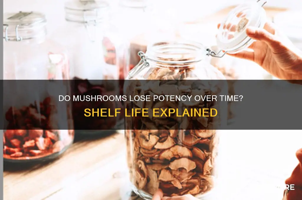 do mushrooms loose potency over time