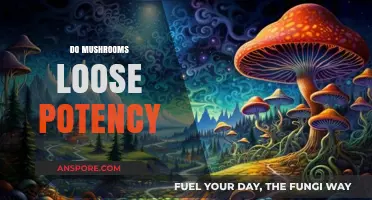 Mushrooms: How Long Does Their Potency Last?