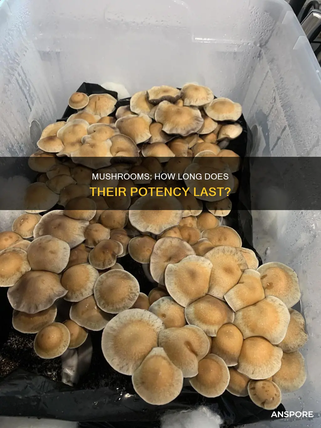 do mushrooms loose potency