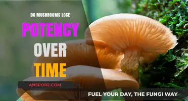 Do Mushrooms Lose Potency Over Time? A Comprehensive Guide