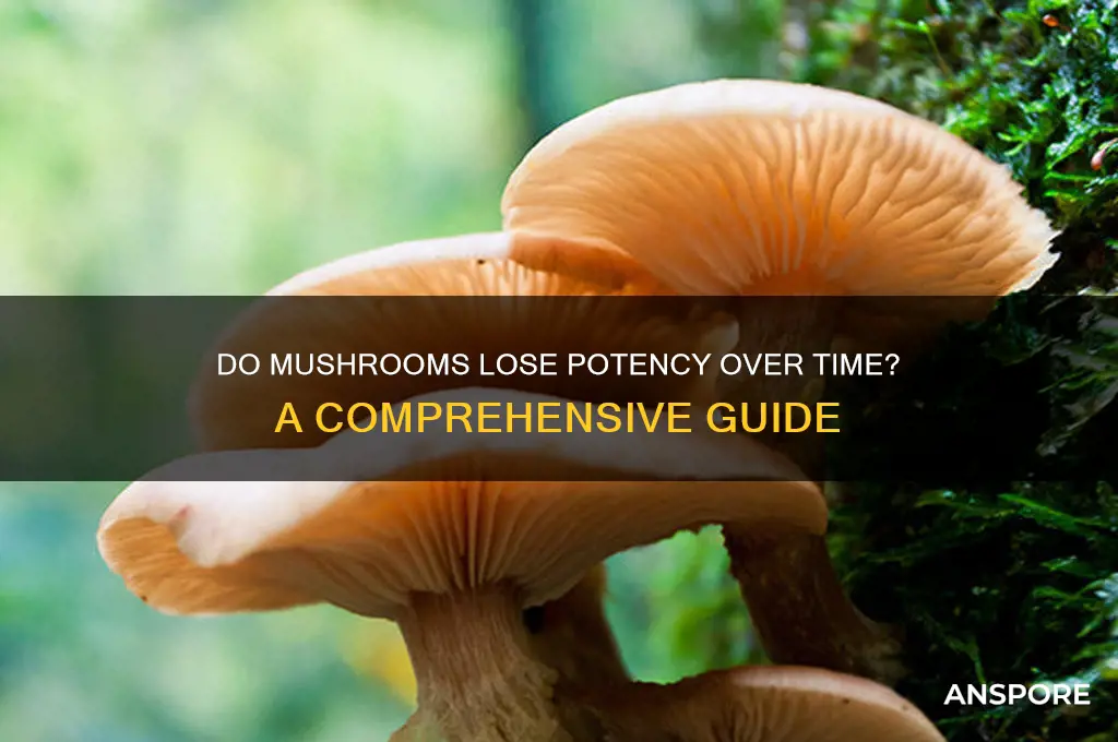 do mushrooms lose potency over time