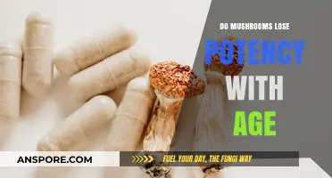 Aging Mushrooms: Does Time Diminish Their Potency and Effects?