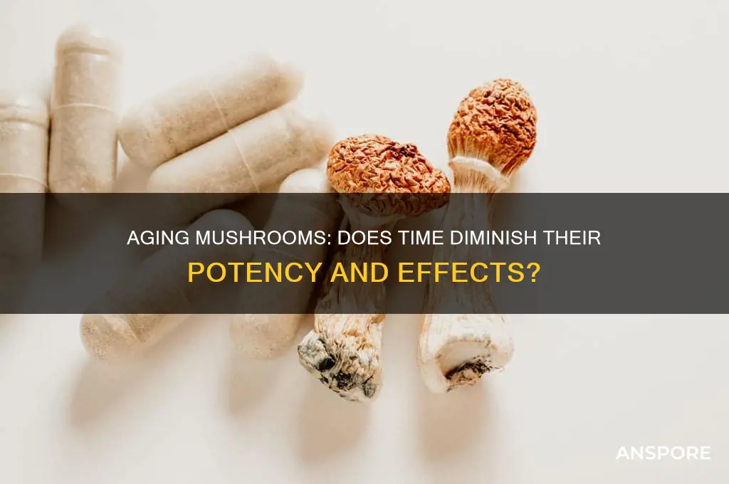 do mushrooms lose potency with age