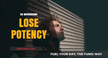 How to Keep Your Mushrooms Fresh and Potent