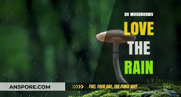 Mushrooms Thrive in the Rain: Why?
